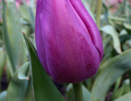 Тюльпан Боччерини (Tulip Boccherini) купить