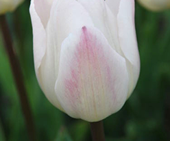 Тюльпана Кристмас Свит (Christmas Sweet) купить