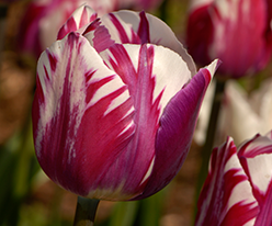 Тюльпан Зурел (Tulip Zurel) купить