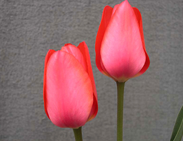 Тюльпан Элизабет Арден (Tulip Elizabeth Arden) купить
