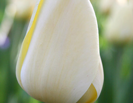 Тюльпан Айвори Флорадейл (Tulip Ivory Floradale) купить