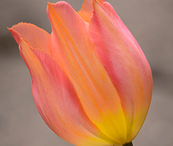 Тюльпан Бестселлер (Bestseller) купить