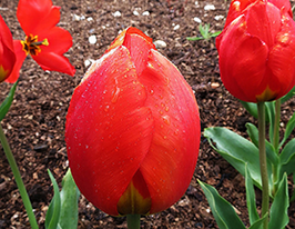 Ред Ревайвел (Red Revival) 3 шт купить