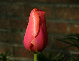 Тюльпан поздний Авиньон (Avignon) купить