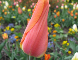 Тюльпан Биг Бразер (Tulipa Big Brother) купить