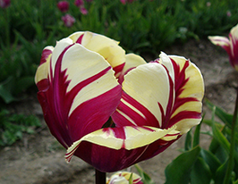 Тюльпаны Эль Сид (El Cid) купить