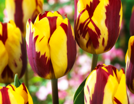 Тюльпан простой поздний Хельмар (Helmar) купить