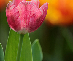 Тюльпан Триумф Hemisphere (Хемисфер) купить