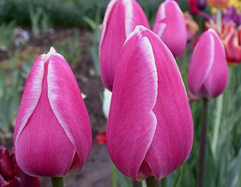 Тюльпан Простой поздний Джамбо Бьюти (Jumbo Beauty купить