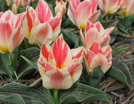 Сілім (Selim) 3 шткупити