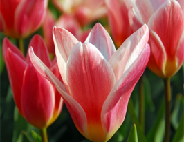 Хартс Делайт (Heart'S Delight) 3 шт купить