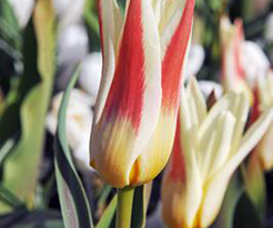 Иоганн Штраус (Johann Strauss) 3 шт купить