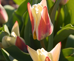 Бордер Леджент (Border Legend) 3 шткупити