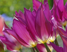 Пьопл П'юрісіма (Purple Purissima) 3 шткупити