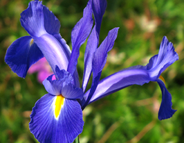 Chopin (Шопен)купити