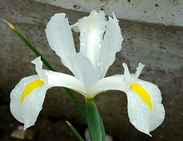 White (Белый) купить