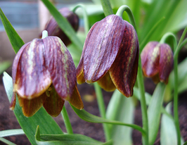 Рябчик Девіса (Davisii) 1 шткупити