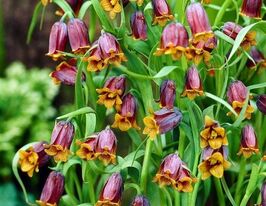Фритілярія Ува-Вульпіс (Uva-Vulpis)купити