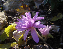 Безвременник Пленифлорум (Pleniflorum) 1 шт купить