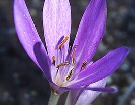 Безвременник Тенори (Tenorii) 1 шт купить