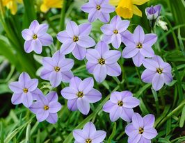 Іфейон Рольф Фідлер (Rolf Fiedler)купити