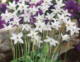 Іфейон Вайт Стар (White Star) 10 шткупити