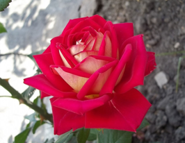 Троянда чайно-гібридна Нью Фешн (New Fashion)купити