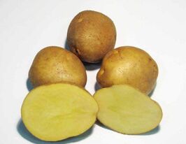 Явір 5 кгкупити