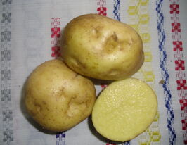 Картопля Кобза 1 кгкупити