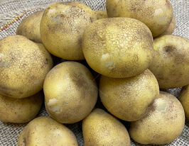 Картофель Панянка купить