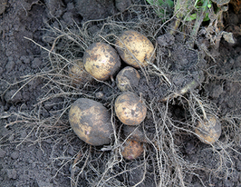 Картопля Панянка 5 кгкупити