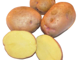 Картопля Поліське джерело 1 кгкупити