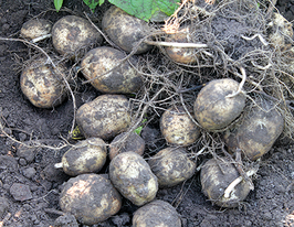 Легіонер 1 кгкупити