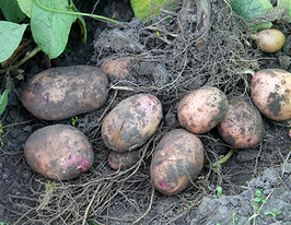 Кудесник 5 кгкупити