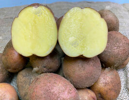 Картофель Ажур купить