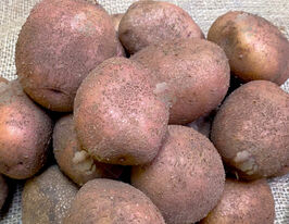 Картофель Ажур купить