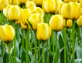 Тюльпан Дарвина Джап Грут (Jaap Groot) купить