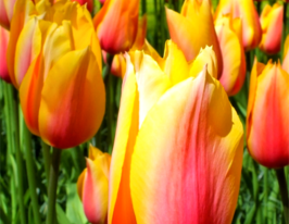 Тюльпан простой поздний Blushing Lady купить