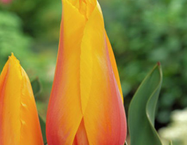 Тюльпан Лонг Леди (Long Lady) купить