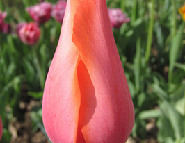 Тюльпан Темпл оф Бьюти (Temple of Beauty) купить