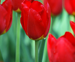 Висли (Wisley) 3 шт купить