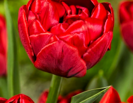 Тюльпан махровый Робиньйо (Robinho) купить