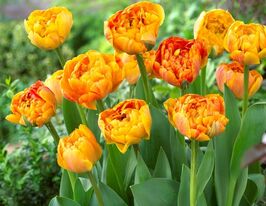 Тюльпан Махровый Санлавер (Sunlover) купить