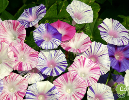 Іпомея Арлекін сумішкупити