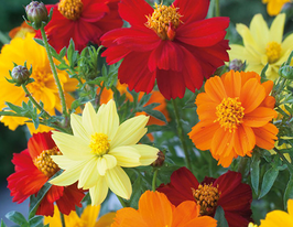 Космея Полідор сумішкупити