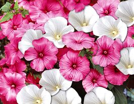 Лаватера сумішкупити