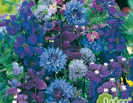 Літня суміш Квітковий сон синякупити