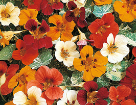 Настурция Жемчужина Африки купить