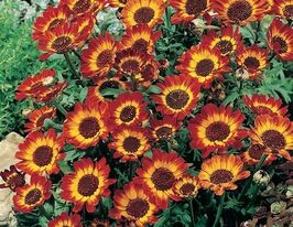 Хризантема Німецький прапоркупити