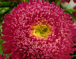 Астра Принцесса карминовая купить